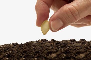 蔬菜種子栽培技術(shù)-<b>夏天播種、栽培注意事項(xiàng)</b>