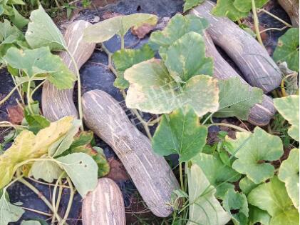 蔬菜種子種植戶(hù)客戶(hù)點(diǎn)評(píng)-了解它，就能種好它，獲得更高收入?。?！