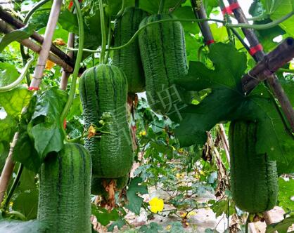 蔬菜種子種植戶(hù)客戶(hù)點(diǎn)評(píng)-這個(gè)新品種，讓我“頭痛”…