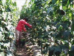 蔬菜種子種植戶客戶點(diǎn)評(píng)-優(yōu)秀絲瓜作品展播，請(qǐng)為菜農(nóng)劉健平夫婦點(diǎn)贊