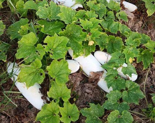 您種植過“堆堆瓜”嗎？看一看，地上全是瓜！一睹芳容