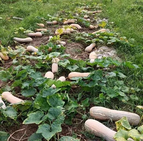 種南瓜竟然種出“麻煩”了，瓜販搶購(gòu)，電視臺(tái)記者也趕來了