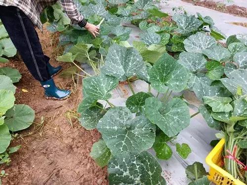 菜農(nóng)種植無需噴農(nóng)藥的蔬菜，不僅栽培簡單、而且效益高