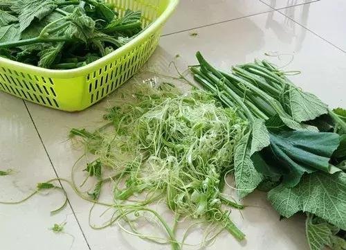 菜農(nóng)種植無需噴農(nóng)藥的蔬菜，不僅栽培簡單、而且效益高