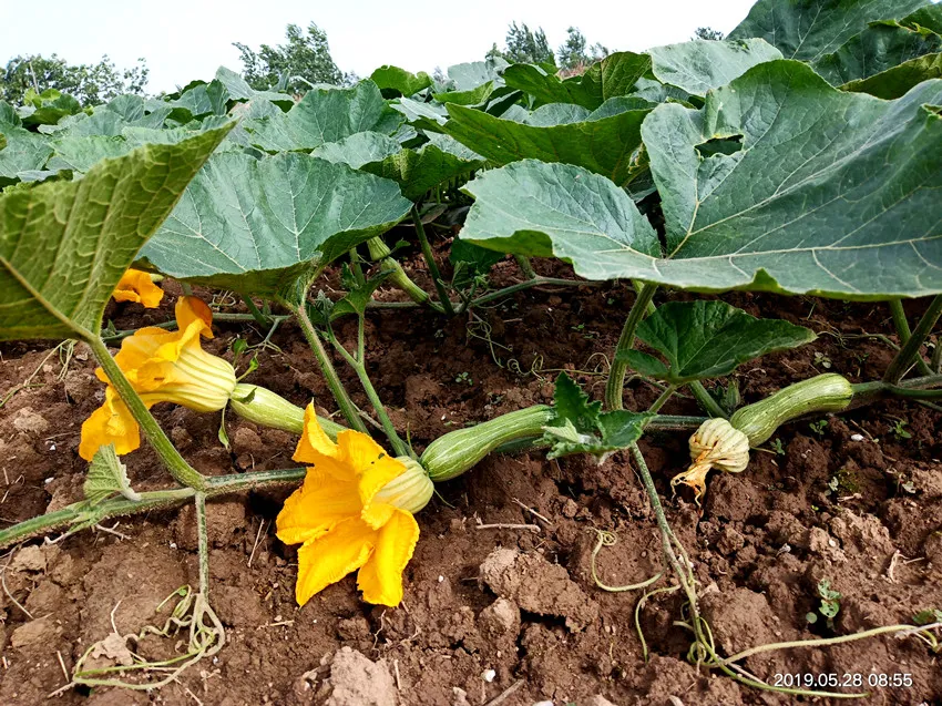 3元1斤的健美蜜本南瓜快成熟了，緬甸種植戶發(fā)來(lái)圖片與視頻