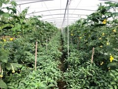 蔬菜種子種植戶客戶點(diǎn)評(píng)-這個(gè)品種，結(jié)瓜太夸張了！太恐怖了！