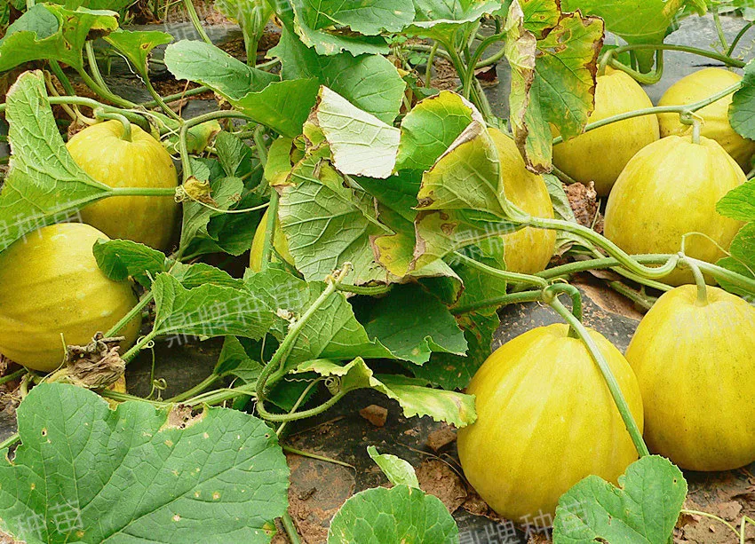 高溫季節(jié)種植甜瓜，什么品種最好？這個品種是秋季上市的專用品種