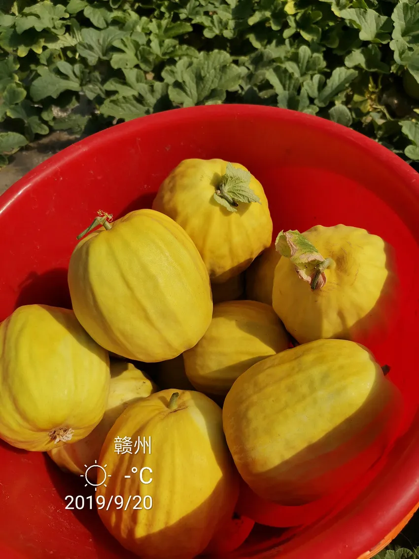 高溫季節(jié)種植甜瓜，什么品種最好？這個品種是秋季上市的專用品種