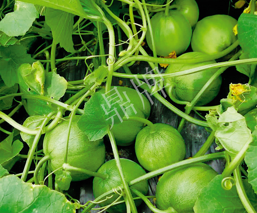 7元一斤還遭瘋搶?zhuān)€收益超2萬(wàn)元！到底什么甜瓜能這么牛？