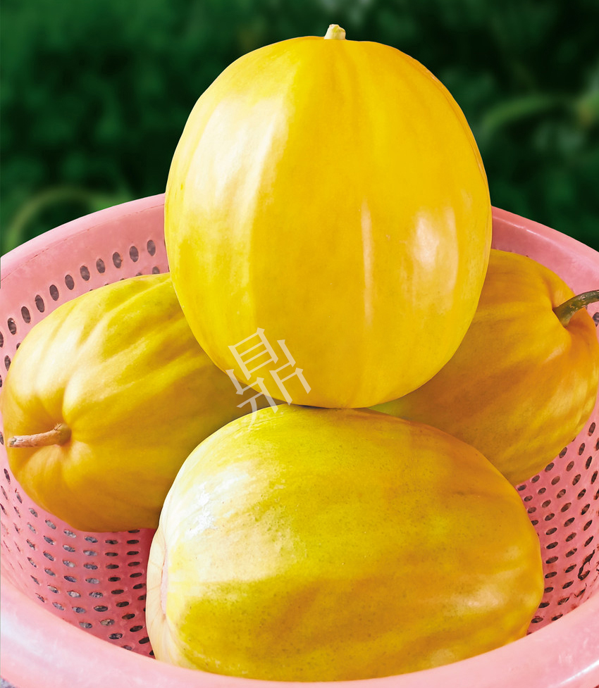 優(yōu)質(zhì)甜瓜新品種！畝產(chǎn)最高可達(dá)7000斤！還沒有畸形瓜