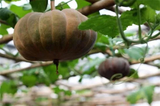 知道最甜最面的南瓜品種嗎？盤點十種有營養(yǎng)的甜面南瓜...