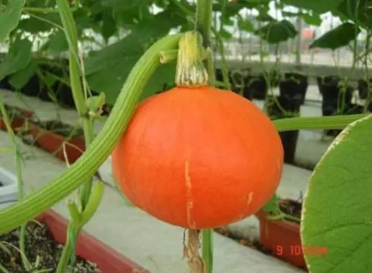 知道最甜最面的南瓜品種嗎？盤點十種有營養(yǎng)的甜面南瓜...