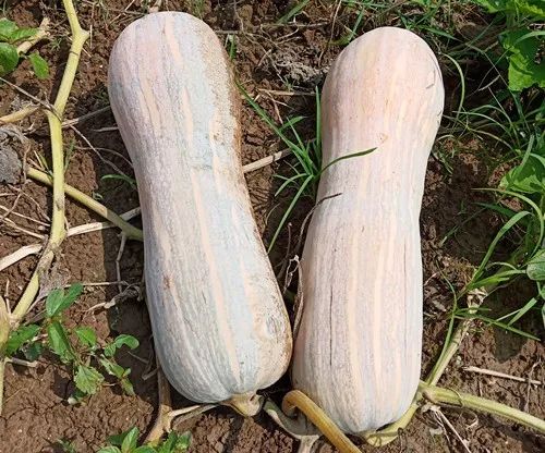 生吃都好吃南瓜新品種，沒有大肚子，肉質(zhì)更密致，農(nóng)戶試種下