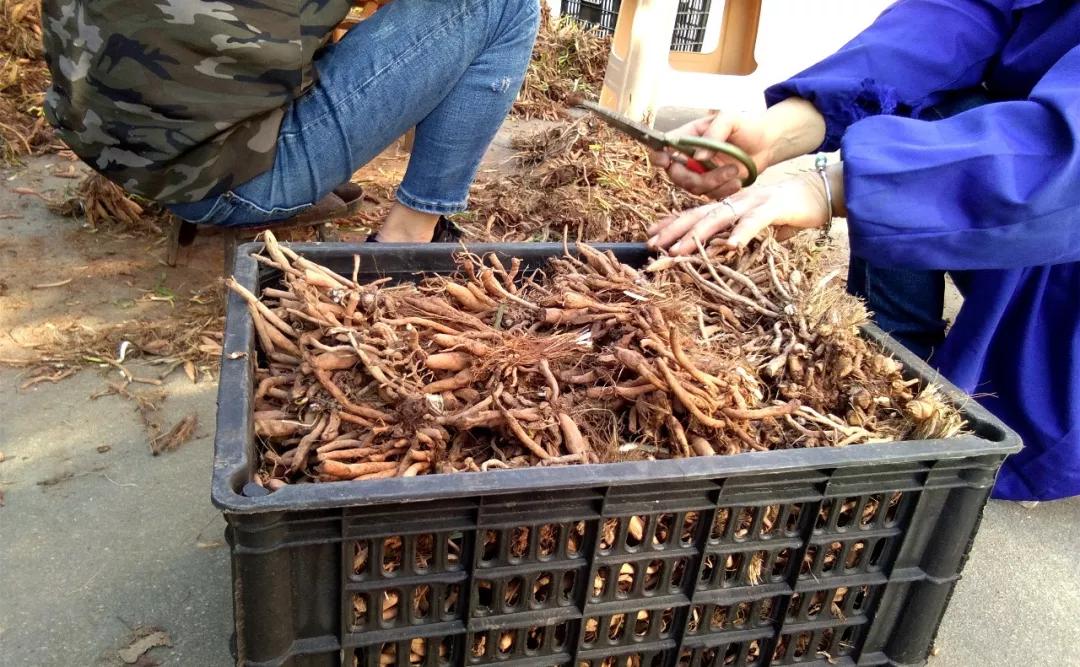 一斤接近20塊，原來它才是最火的國民蔬菜！全國都適種