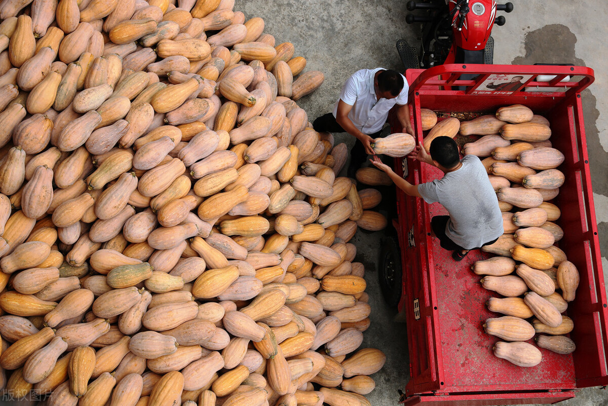 畝產(chǎn)6000公斤的南瓜上市，20年科研他就為打造1個(gè)爆款品種