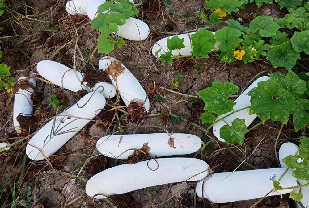 這個(gè)冬瓜品種放1年不壞，口感脆甜，多年科研就為打造這1個(gè)爆品