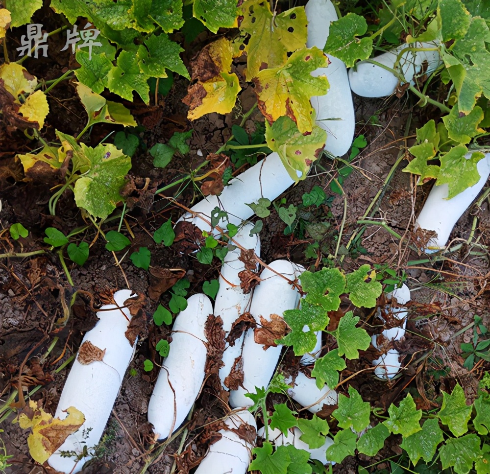 這個(gè)冬瓜品種放1年不壞，口感脆甜，多年科研就為打造這1個(gè)爆品