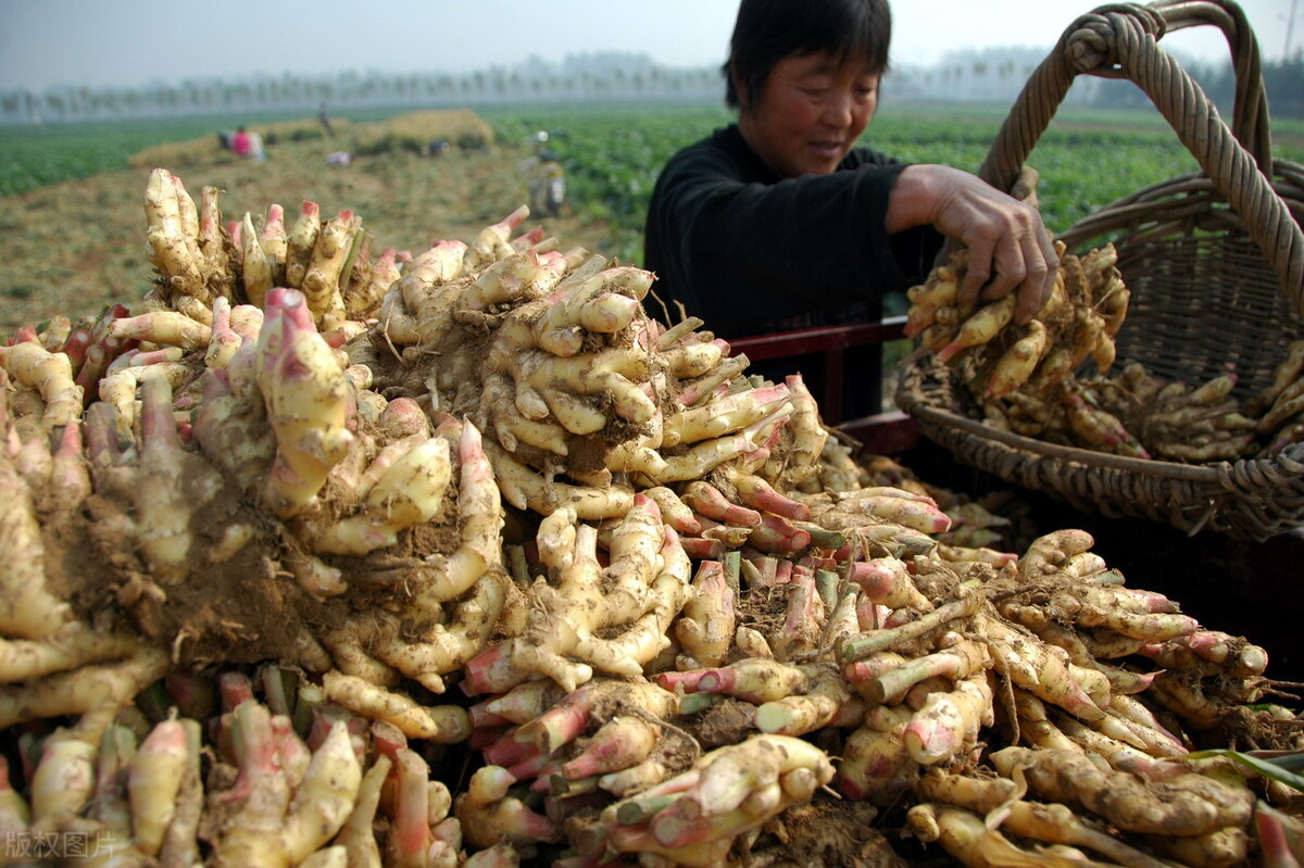 時(shí)隔三年，向錢蔥、姜你軍又來(lái)了，心動(dòng)了嗎？來(lái)年你會(huì)換品種嗎？