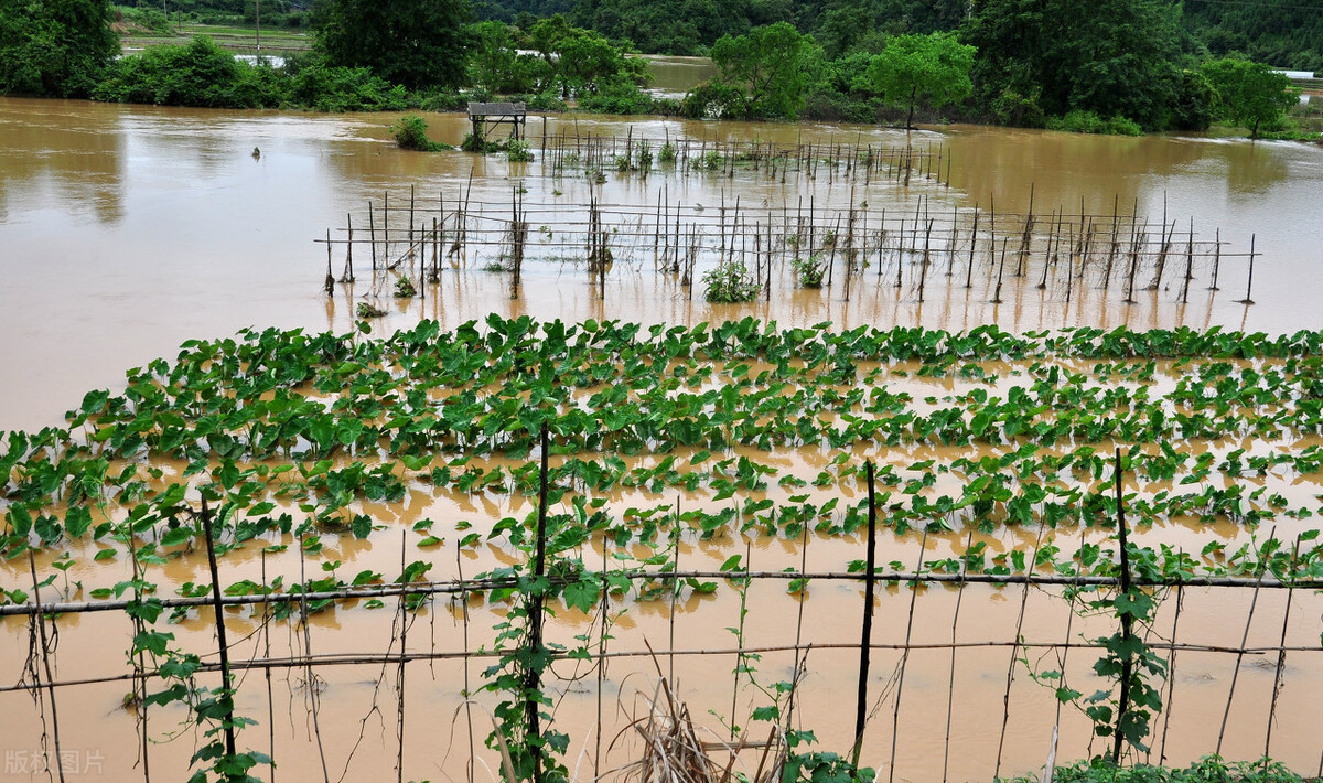 時(shí)隔三年，向錢蔥、姜你軍又來(lái)了，心動(dòng)了嗎？來(lái)年你會(huì)換品種嗎？