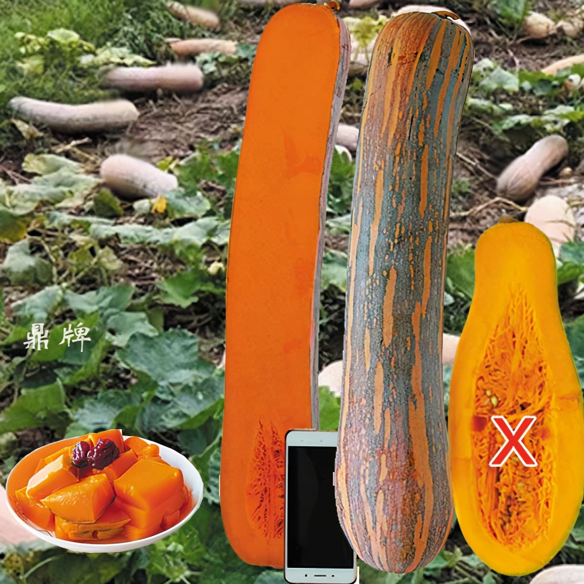 時(shí)隔三年，向錢蔥、姜你軍又來(lái)了，心動(dòng)了嗎？來(lái)年你會(huì)換品種嗎？