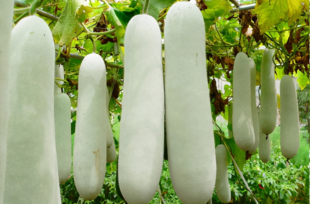 畝產(chǎn)值可達(dá)3萬元的冬瓜終上市，21年科研沉淀成就它