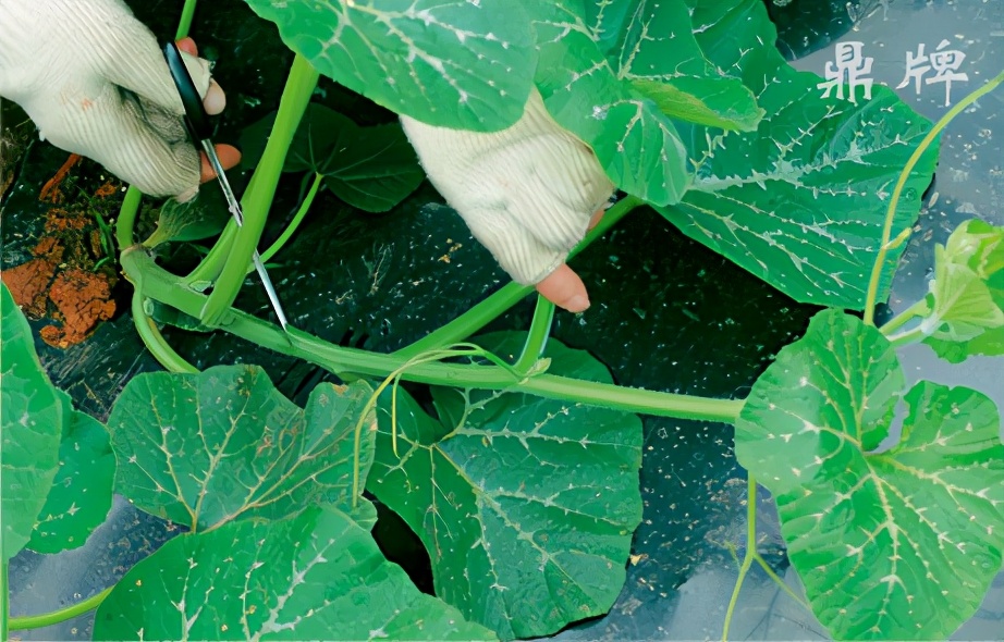 種這種綠葉菜，栽培輕松，畝產(chǎn)值過萬元，菜農(nóng)表示很劃算