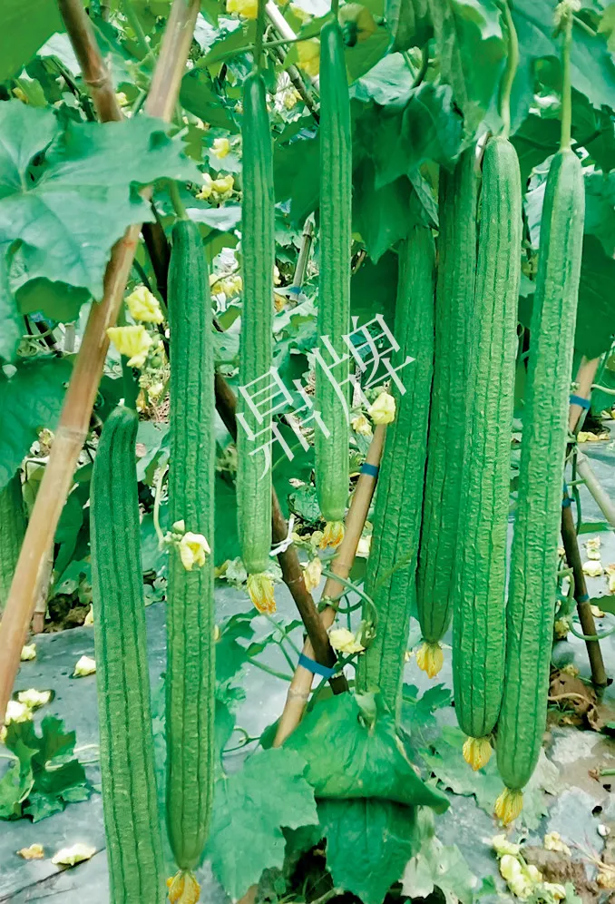 它是絲瓜種植戶的新選擇，節(jié)節(jié)有瓜，瓜長而不彎曲