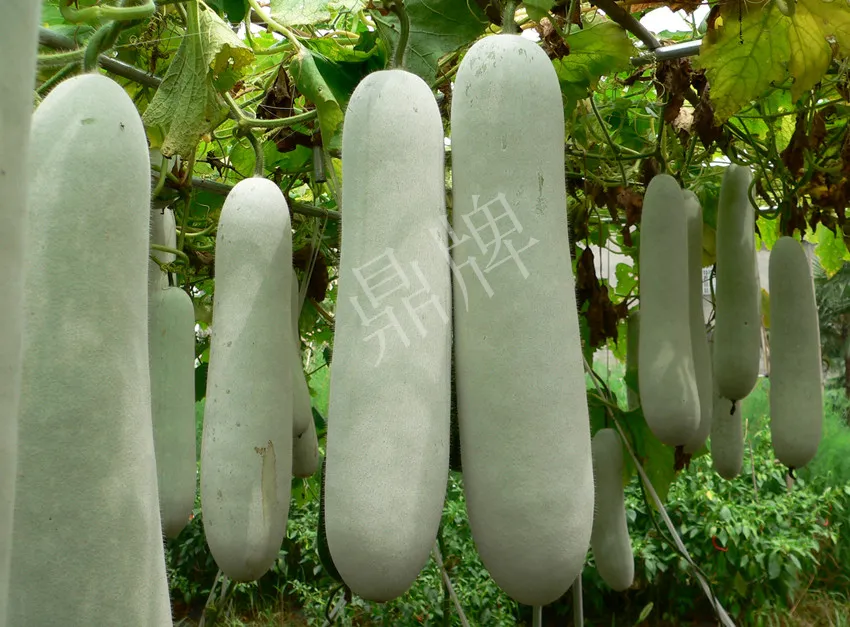 這個品種太優(yōu)秀了！耐儲耐運，適合大面積種植，菜農(nóng)瓜販都喜歡