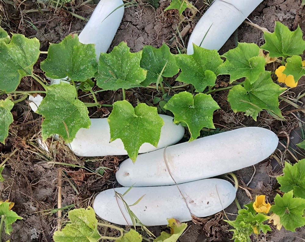 這個品種太優(yōu)秀了！耐儲耐運，適合大面積種植，菜農(nóng)瓜販都喜歡