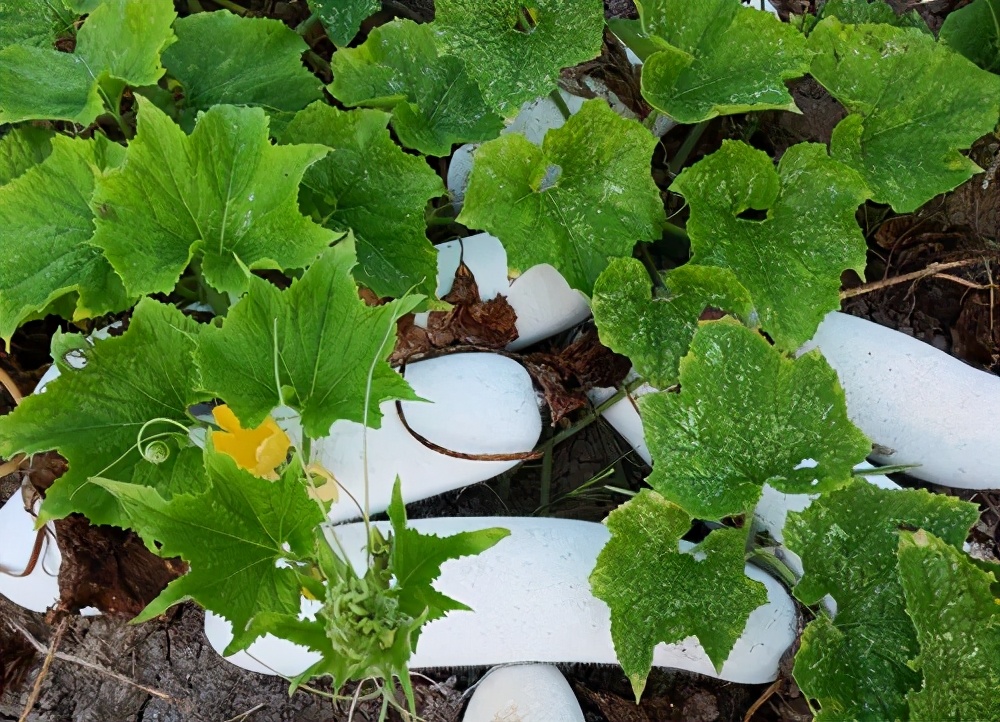 這個品種太優(yōu)秀了！耐儲耐運，適合大面積種植，菜農(nóng)瓜販都喜歡