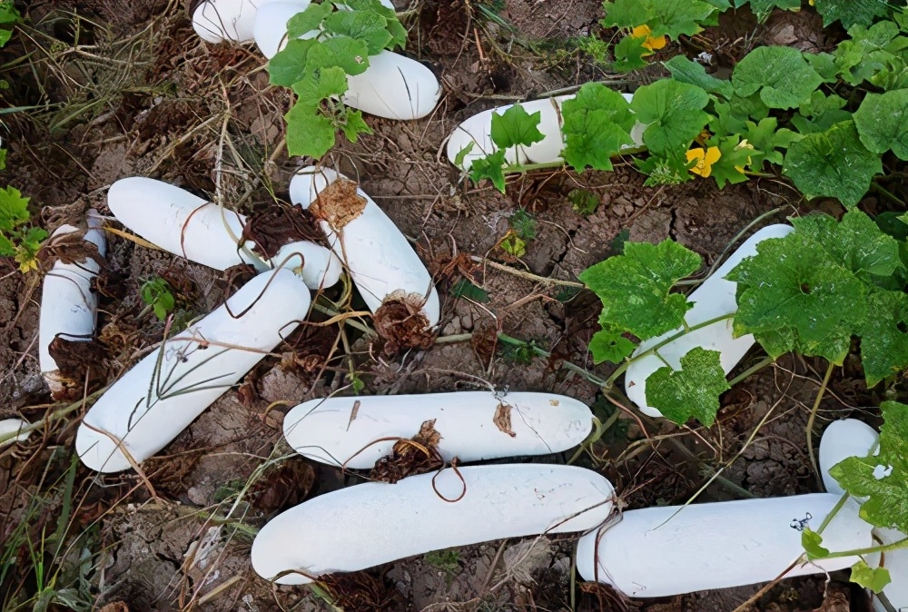 這個品種太優(yōu)秀了！耐儲耐運，適合大面積種植，菜農(nóng)瓜販都喜歡