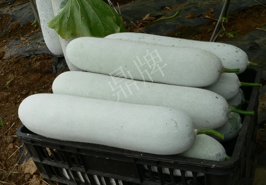 這個品種太優(yōu)秀了！耐儲耐運，適合大面積種植，菜農(nóng)瓜販都喜歡