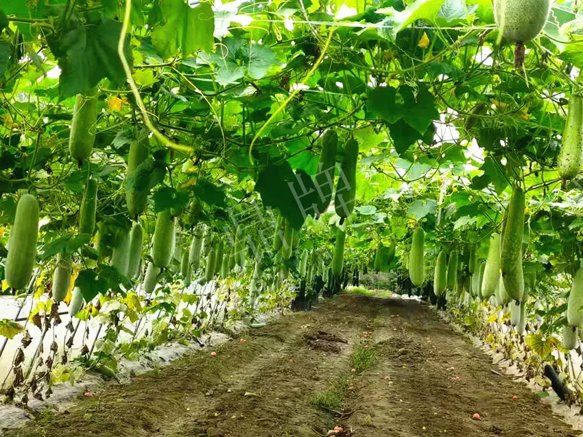 什么品種的冬瓜按個買？價格是同期黑皮冬瓜五倍