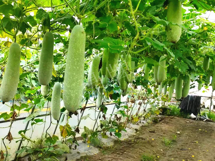 什么品種的冬瓜按個買？價格是同期黑皮冬瓜五倍