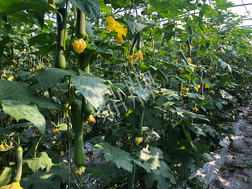 這個絲瓜怎么種都優(yōu)秀！賣價和產(chǎn)量都很高