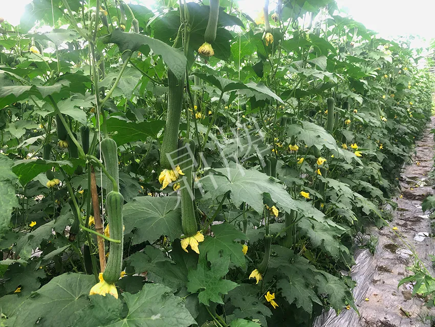 這個絲瓜怎么種都優(yōu)秀！賣價和產(chǎn)量都很高