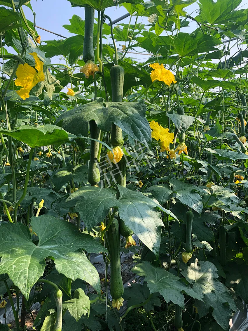 這個絲瓜怎么種都優(yōu)秀！賣價和產(chǎn)量都很高