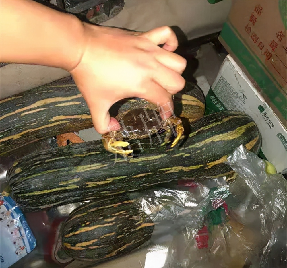 四川農(nóng)戶今年種“健美蜜本”南瓜產(chǎn)量高，品質(zhì)好，感覺巴適得很