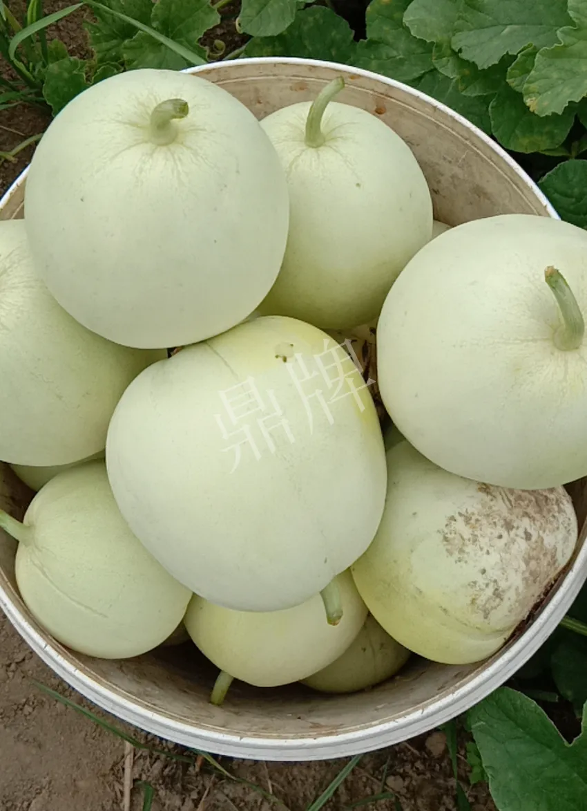 其他品種的甜瓜2塊1斤都賣不動(dòng)，我的玉奶香2號(hào)甜瓜2塊5直接搶