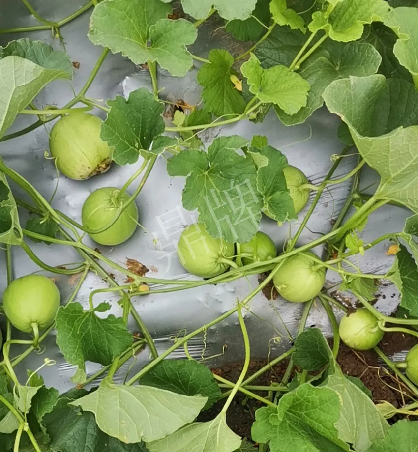 其他品種的甜瓜2塊1斤都賣不動(dòng)，我的玉奶香2號(hào)甜瓜2塊5直接搶