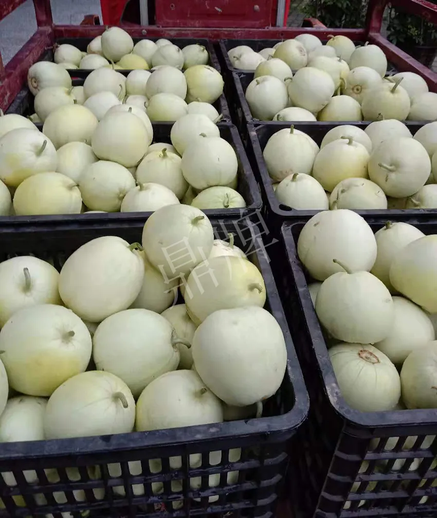 其他品種的甜瓜2塊1斤都賣不動(dòng)，我的玉奶香2號(hào)甜瓜2塊5直接搶