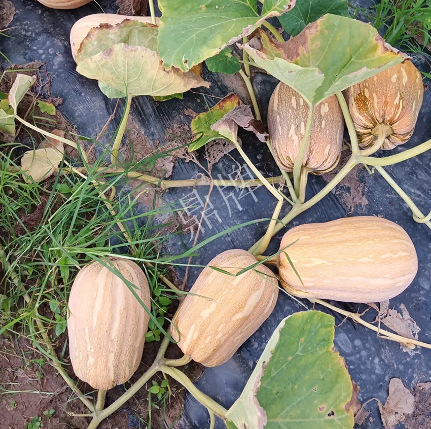 襄陽農(nóng)民“押寶”押對(duì)了，這個(gè)品種幫他賺了2倍錢