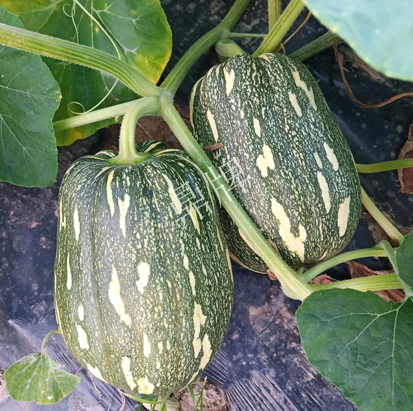 襄陽農(nóng)民“押寶”押對(duì)了，這個(gè)品種幫他賺了2倍錢