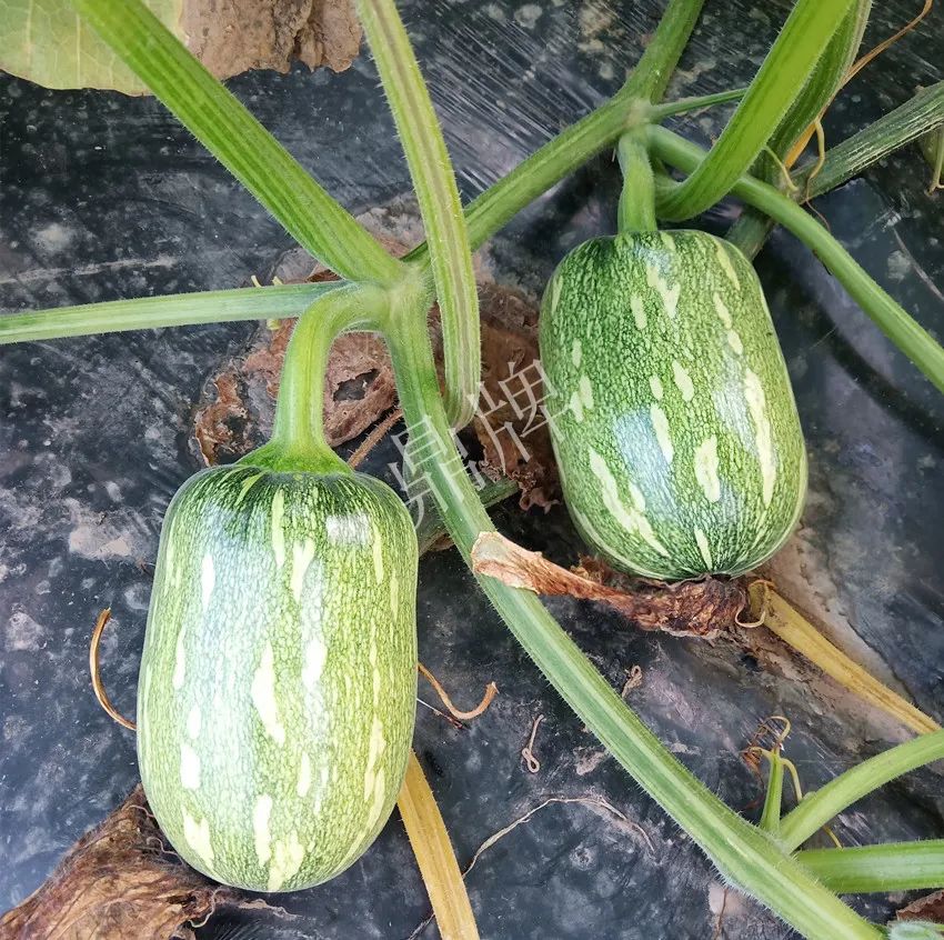 襄陽農(nóng)民“押寶”押對(duì)了，這個(gè)品種幫他賺了2倍錢