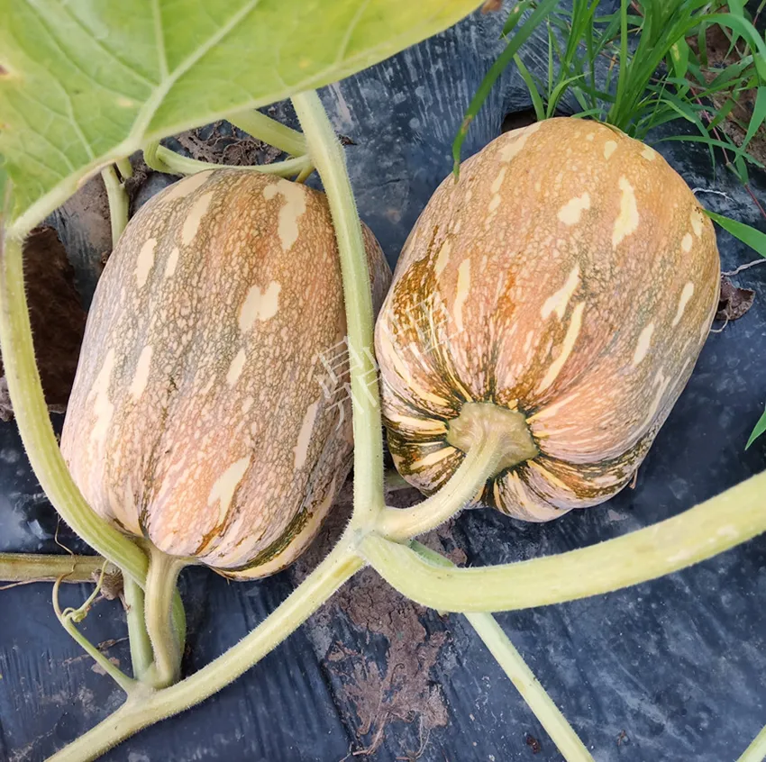 襄陽農(nóng)民“押寶”押對(duì)了，這個(gè)品種幫他賺了2倍錢