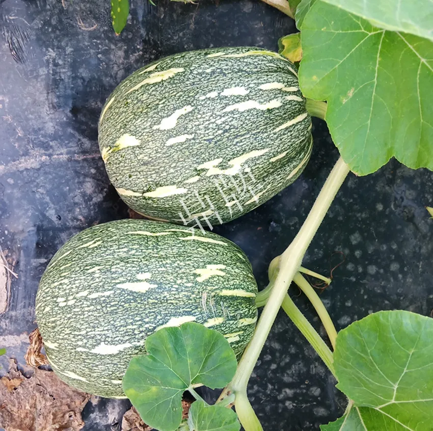 襄陽農(nóng)民“押寶”押對(duì)了，這個(gè)品種幫他賺了2倍錢