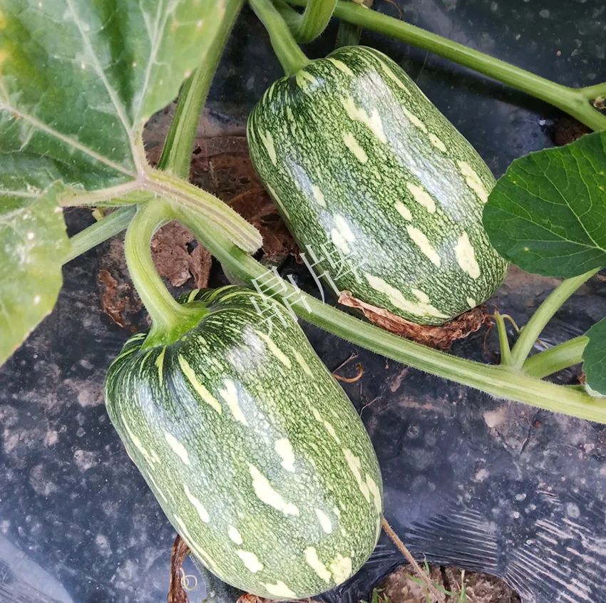 襄陽農(nóng)民“押寶”押對(duì)了，這個(gè)品種幫他賺了2倍錢