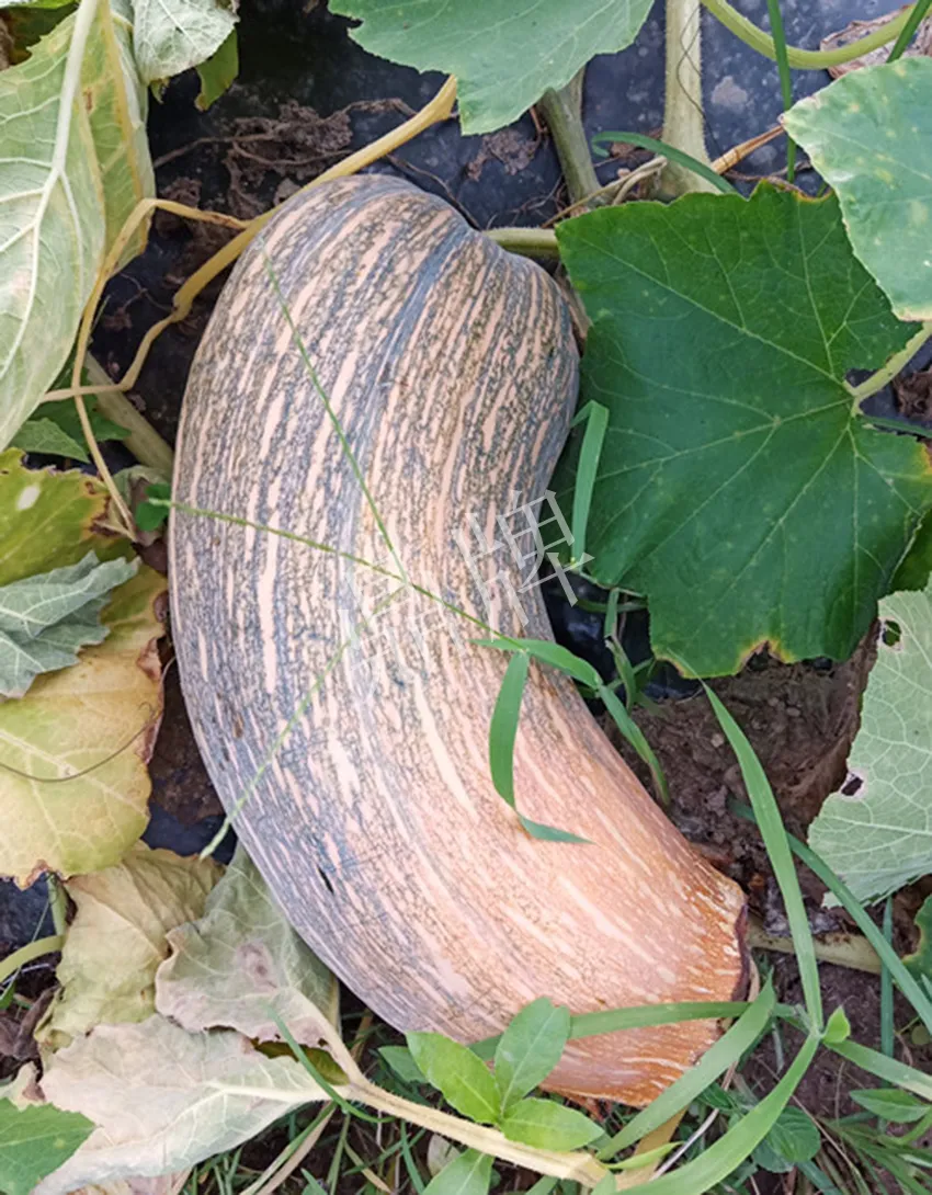 岳陽王大年打工多年，選擇回家種南瓜，今年還增加了50畝地