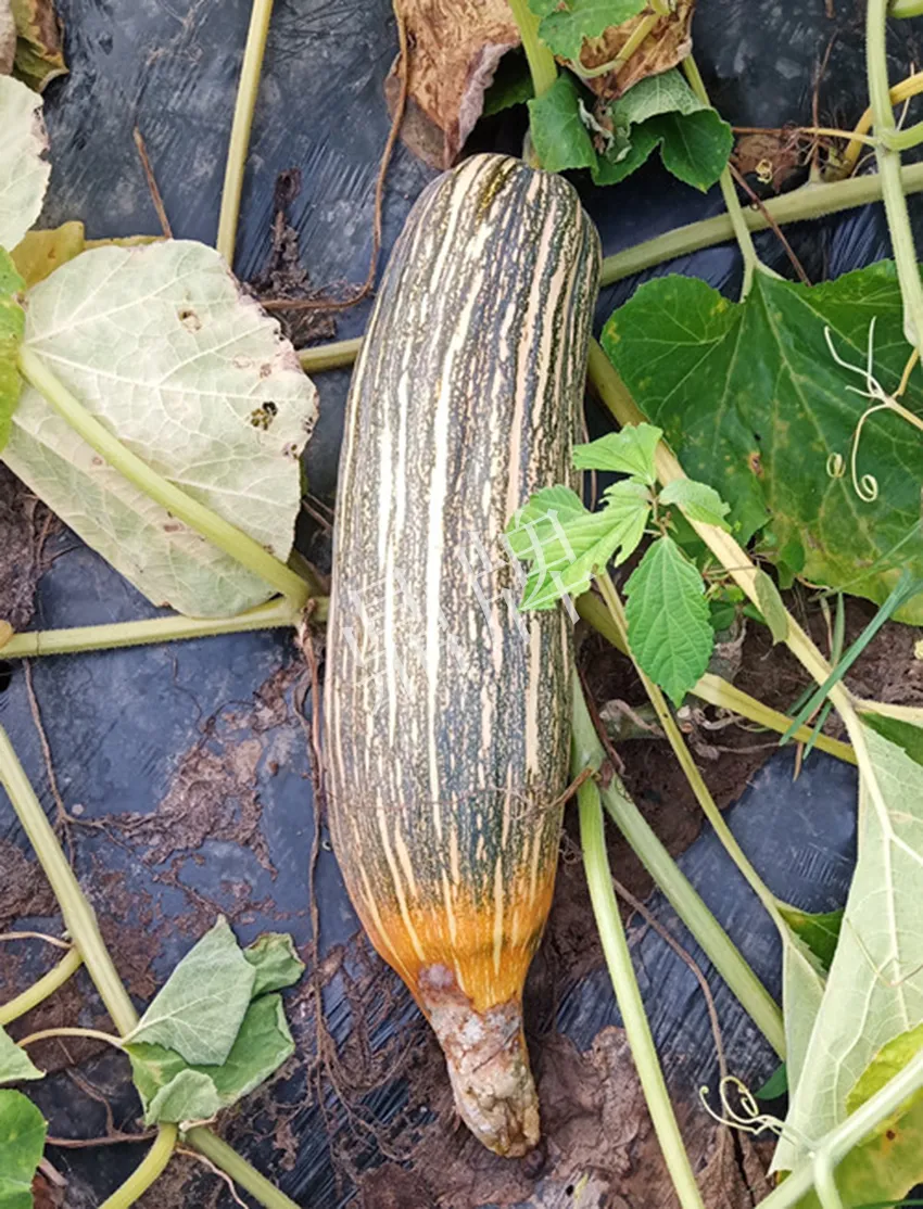 岳陽王大年打工多年，選擇回家種南瓜，今年還增加了50畝地