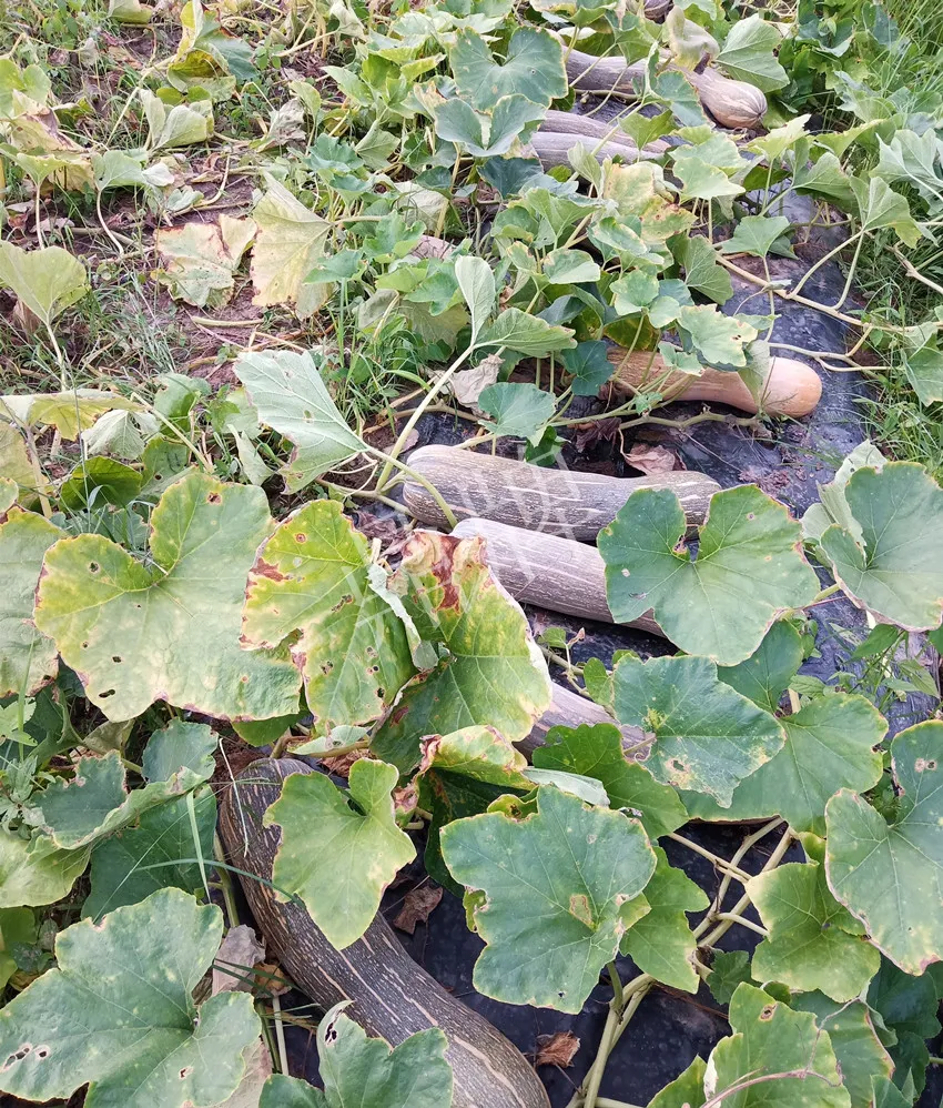 岳陽王大年打工多年，選擇回家種南瓜，今年還增加了50畝地